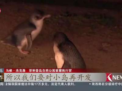 [视频]企鹅会“赚钱” 澳企鹅小岛借旅游助益环保
