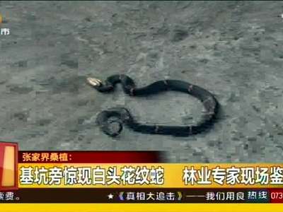基坑旁惊现白头花纹蛇 林业专家现场鉴定