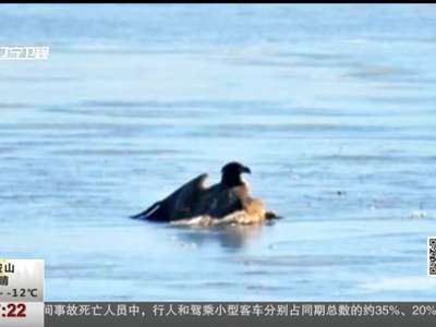 [视频]两只海雕被困金州海面 救援赶到仍无力回天