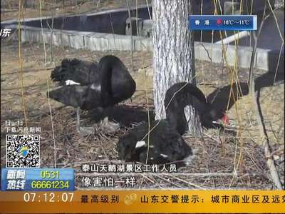 [视频]5颗天鹅蛋不翼而飞 天鹅夫妇绝食