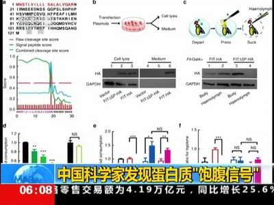 [视频]中国科学家发现蛋白质“饱腹信号”