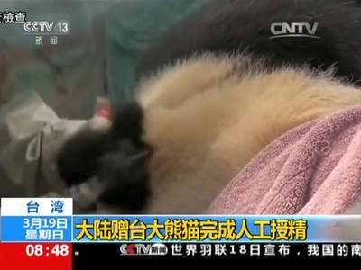 [视频]大陆赠台大熊猫完成人工授精