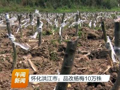 怀化洪江市：品改杨梅10万株