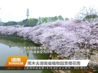 周末去湖南省植物园赏樱花雨