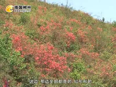 郴州：高山林场 风光怡人