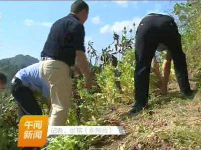 永顺铲除238株非法种植罂粟