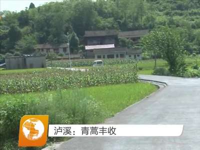 泸溪：青蒿丰收