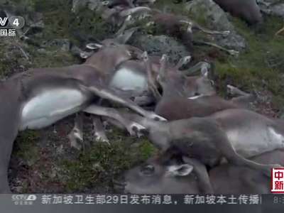 [视频]323头野生驯鹿在挪威遭雷击死亡：大批驯鹿密集范围内死去 情况罕见