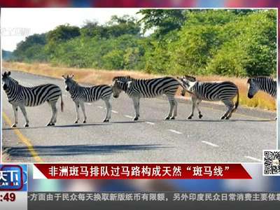 [视频]罕见!非洲斑马排队过马路成天然“斑马线” 