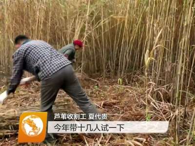 洞庭湖里的芦苇收割工