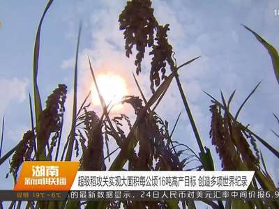 超级稻攻关实现大面积每公顷16吨高产目标 创造多项世界纪录