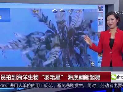 [视频]潜水员拍到海洋生物“羽毛星” 海底翩翩起舞