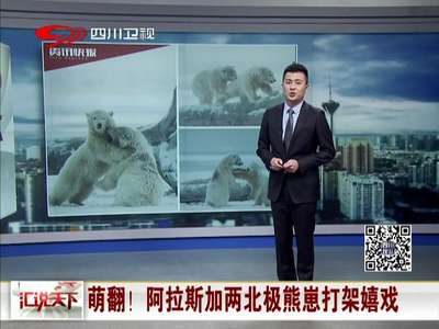 [视频]萌翻！阿拉斯加两北极熊崽打架嬉戏