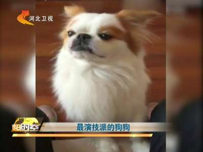 [视频]最演技派的狗狗