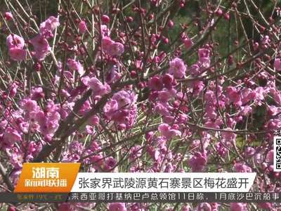 张家界武陵源黄石寨景区梅花盛开