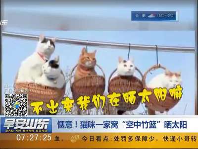 [视频]惬意！猫咪一家窝“空中竹篮”晒太阳