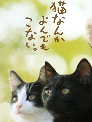 为什么猫都叫不来