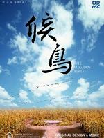 候鸟微电影
