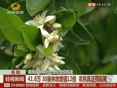 湖南首例农村土地经营权拍卖 30亩林地增值12倍 农民真正得实惠