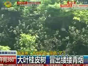 张家界：大树怎么“冒烟”了？