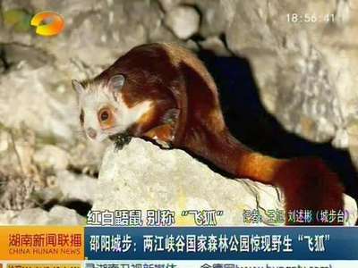 邵阳城步：两江峡谷国家森林公园惊现野生“飞狐”