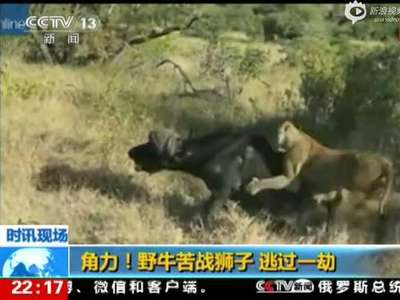 [视频]实拍两母狮夹击野牛被顶飞空中打转