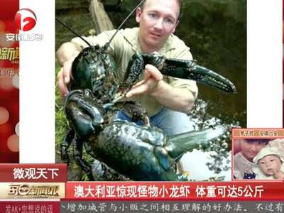 [视频]澳大利亚现怪物小龙虾 体重可达5公斤