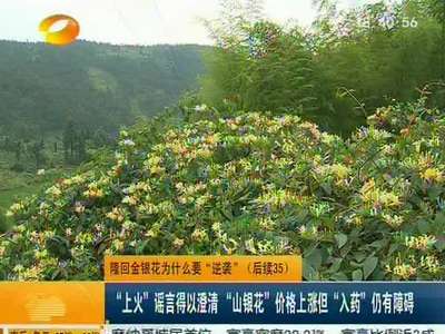 隆回金银花为什么要“逆袭”：“上火”谣言得以澄清 “山银花”价格上涨但“入药”仍有障碍