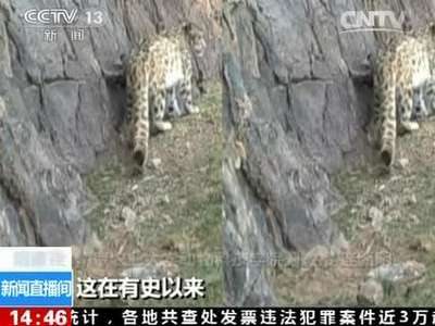 [视频]寻找雪山之王：烟瘴挂区域至少存在四只雪豹