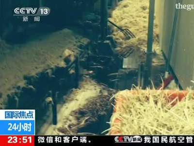 [视频]英记者卧底鸡肉加工厂 目睹肉遭粪便污染