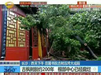 长沙：昨天下午岳麓书院古树折断压垮大成殿