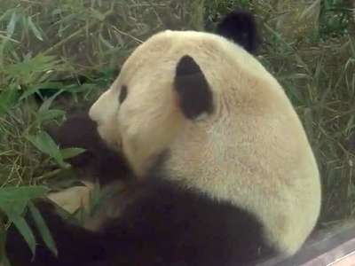 熊猫吃竹叶- 在线观看