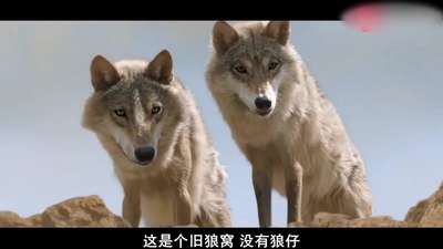 牧民掏狼崽直接摔死,公狼母狼就在山上看着!太残忍了!